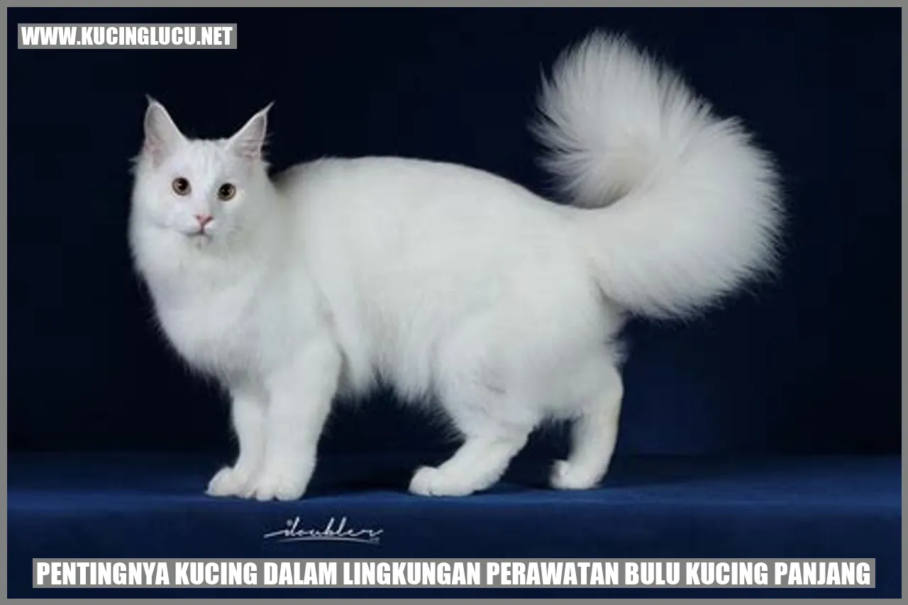 Kucing dengan bulu panjang yang indah