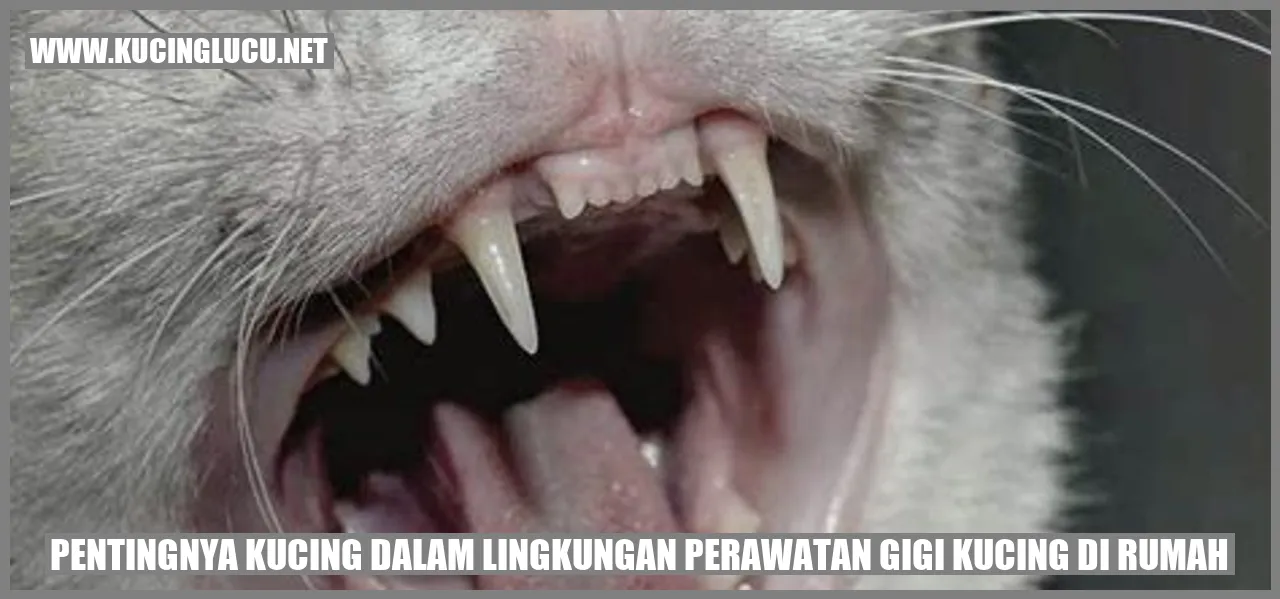 Kucing dalam Merawat Gigi di Rumah
