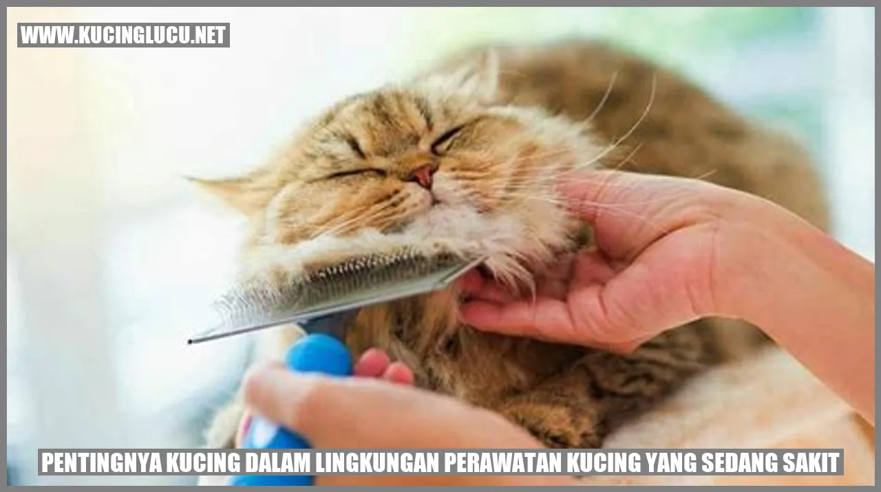 Pentingnya Kucing dalam Lingkungan Perawatan Kucing yang Sedang Sakit