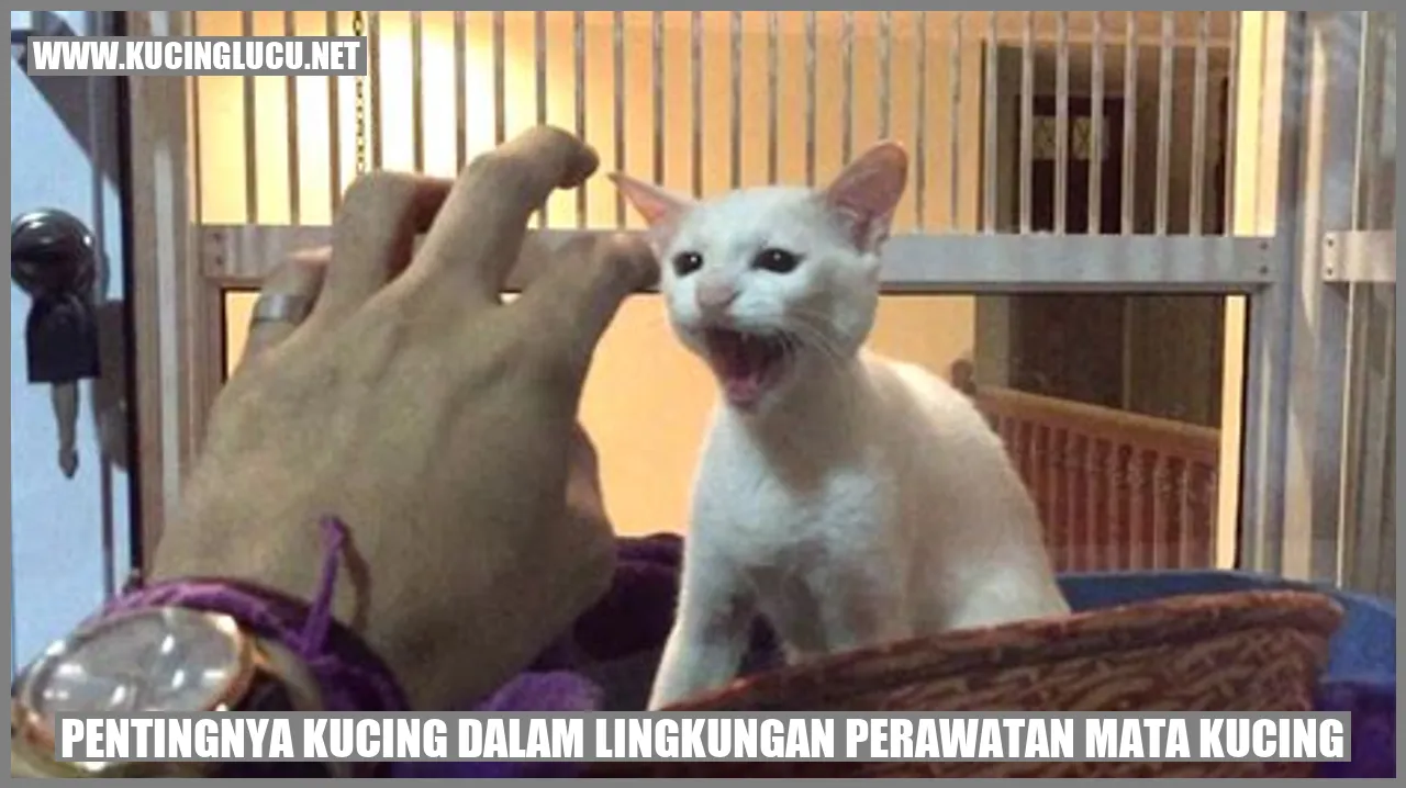 Foto kucing dengan penglihatan yang tajam