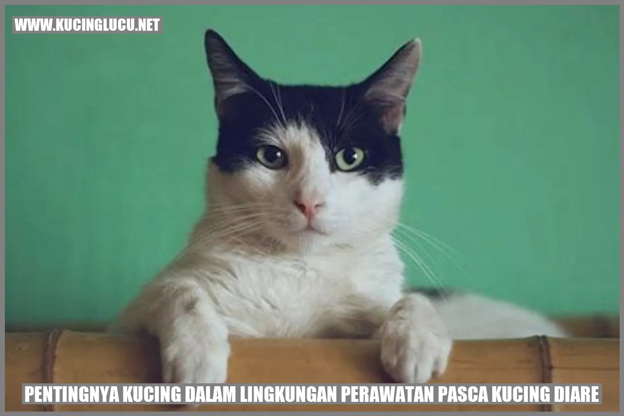Kucing diare