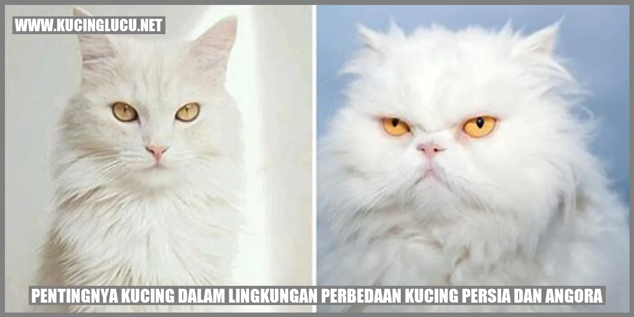 Gambar Kucing