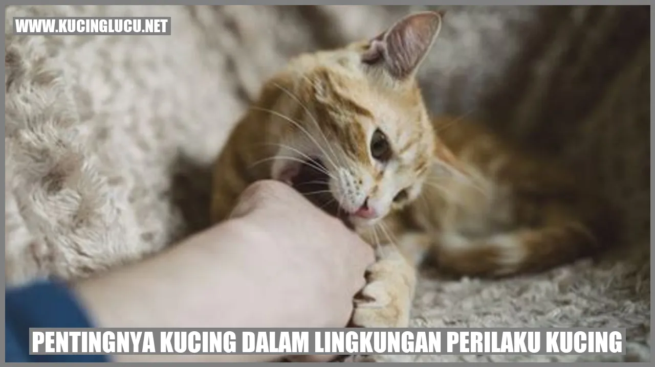 Pentingnya Kucing dalam Lingkungan Perilaku kucing