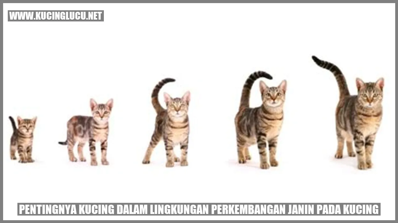 gambar kucing yang menggemaskan