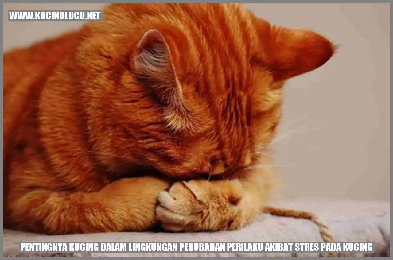 Gambar Kucing Yang Menggemaskan