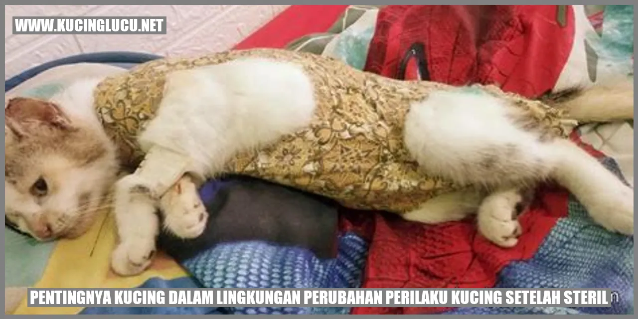 Kucing yang senang dan sehat