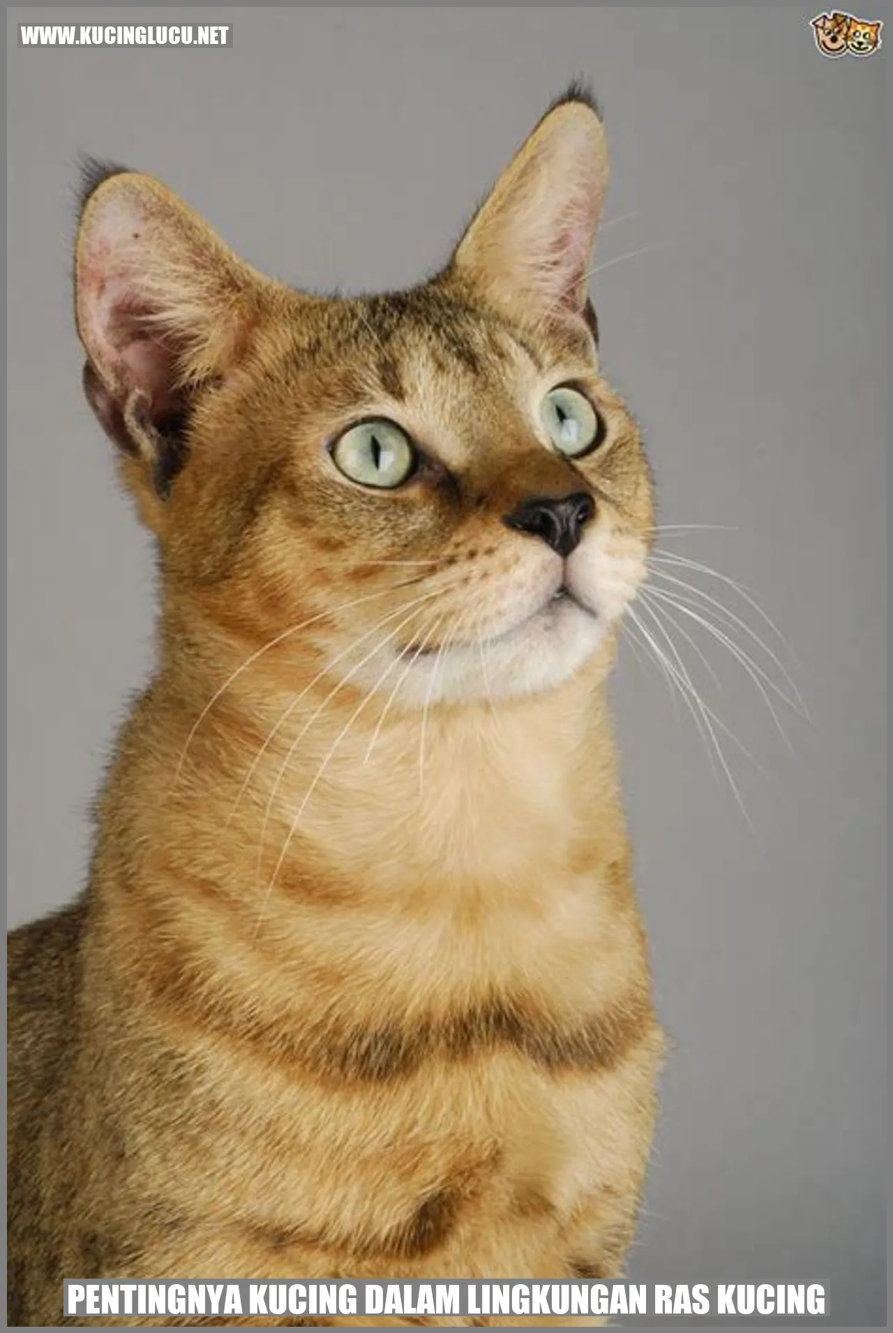 Pentingnya Kucing dalam Lingkungan Ras Kucing