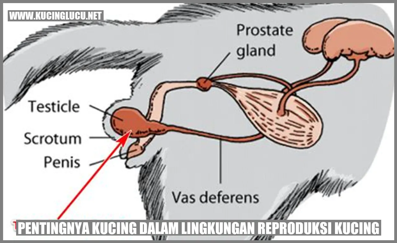 Gambar Kucing Menghibur Anak