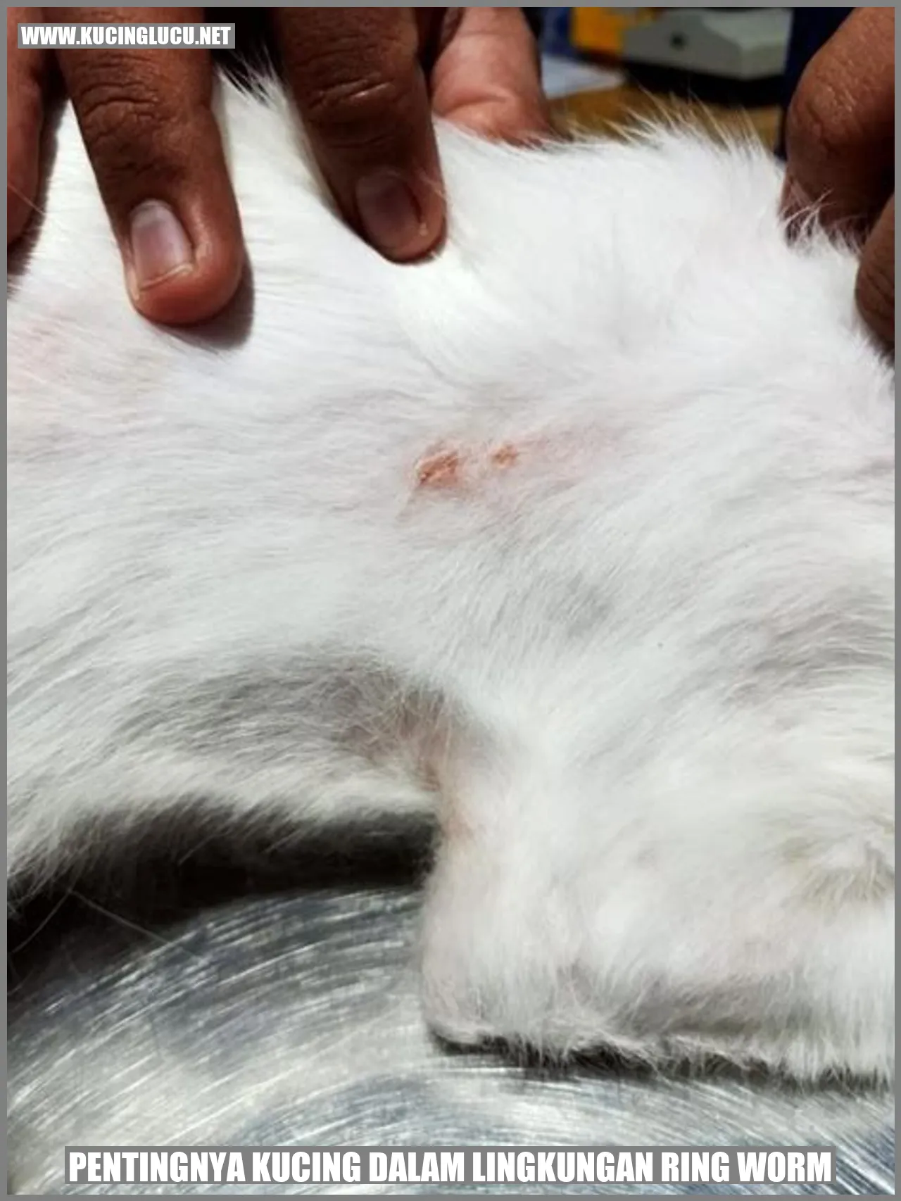 Pentingnya Kucing dalam Lingkungan ringworm