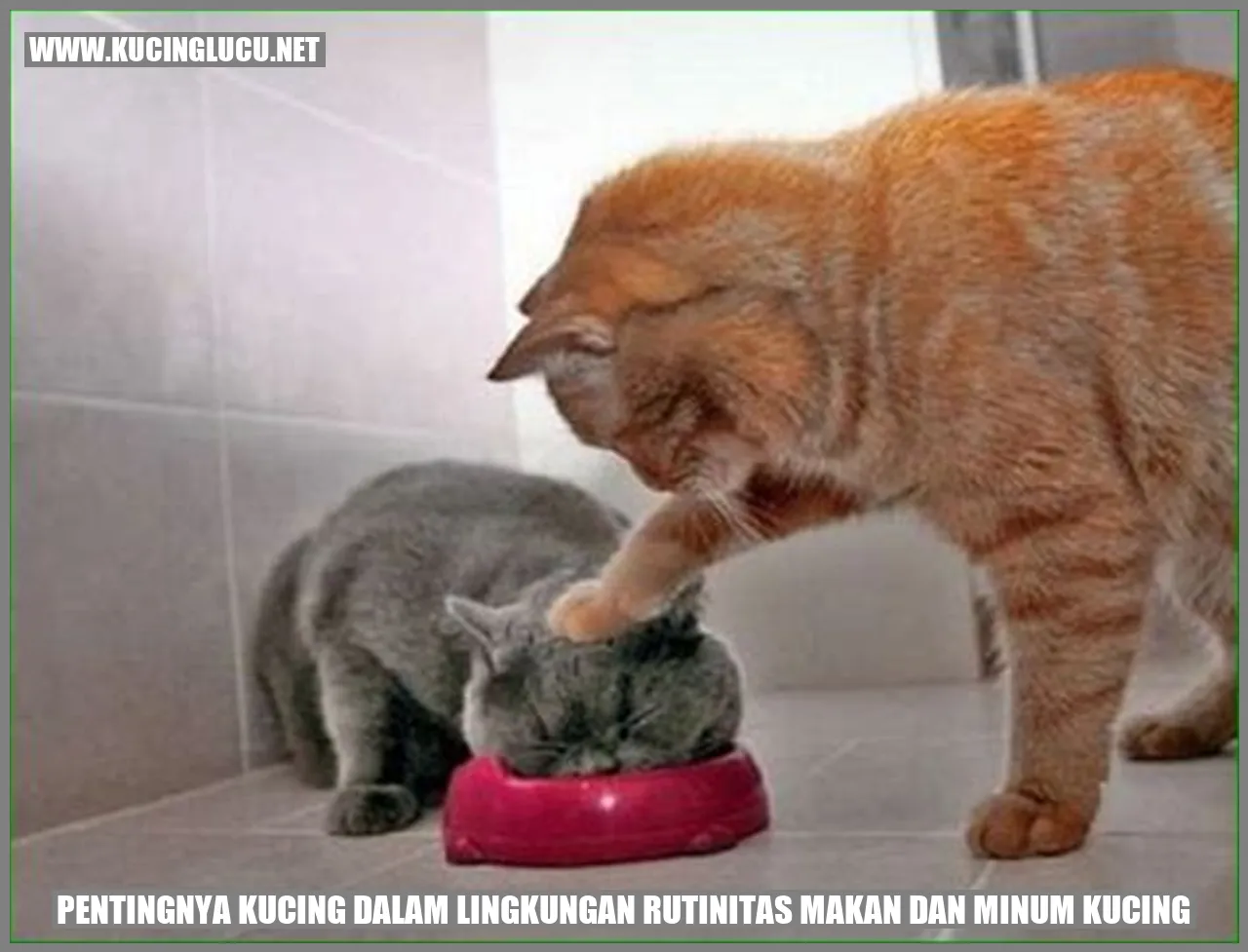 gambar kucing makan dan minum
