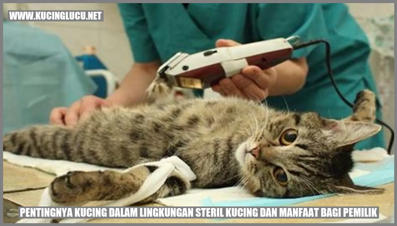 Gambar Kucing