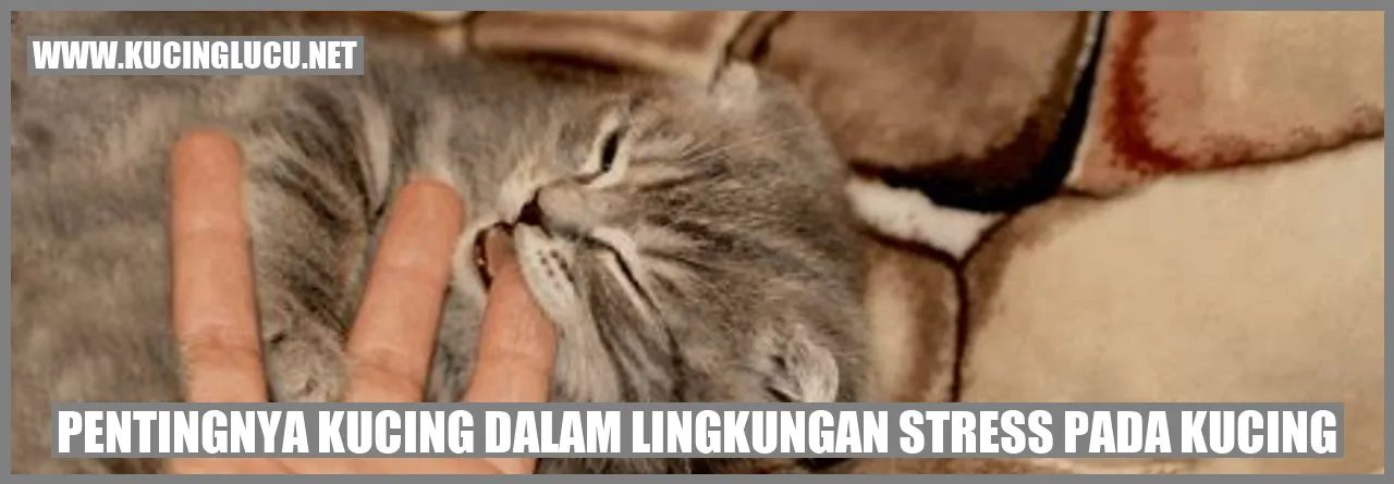 Pentingnya Kucing dalam Lingkungan stress pada kucing