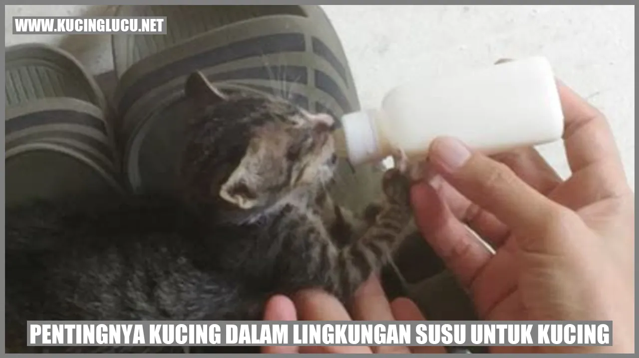Gambar Kucing