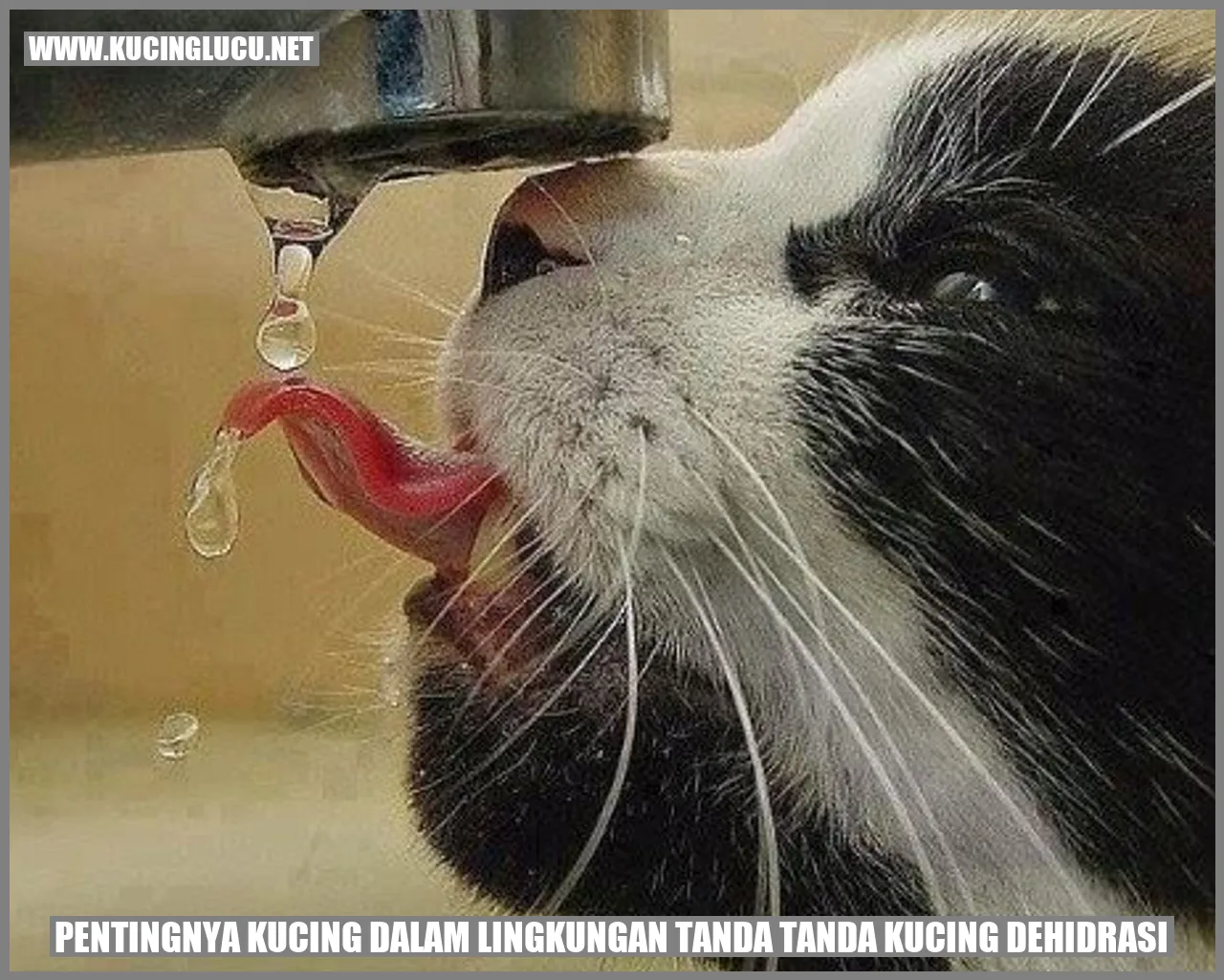 Gambar Kucing