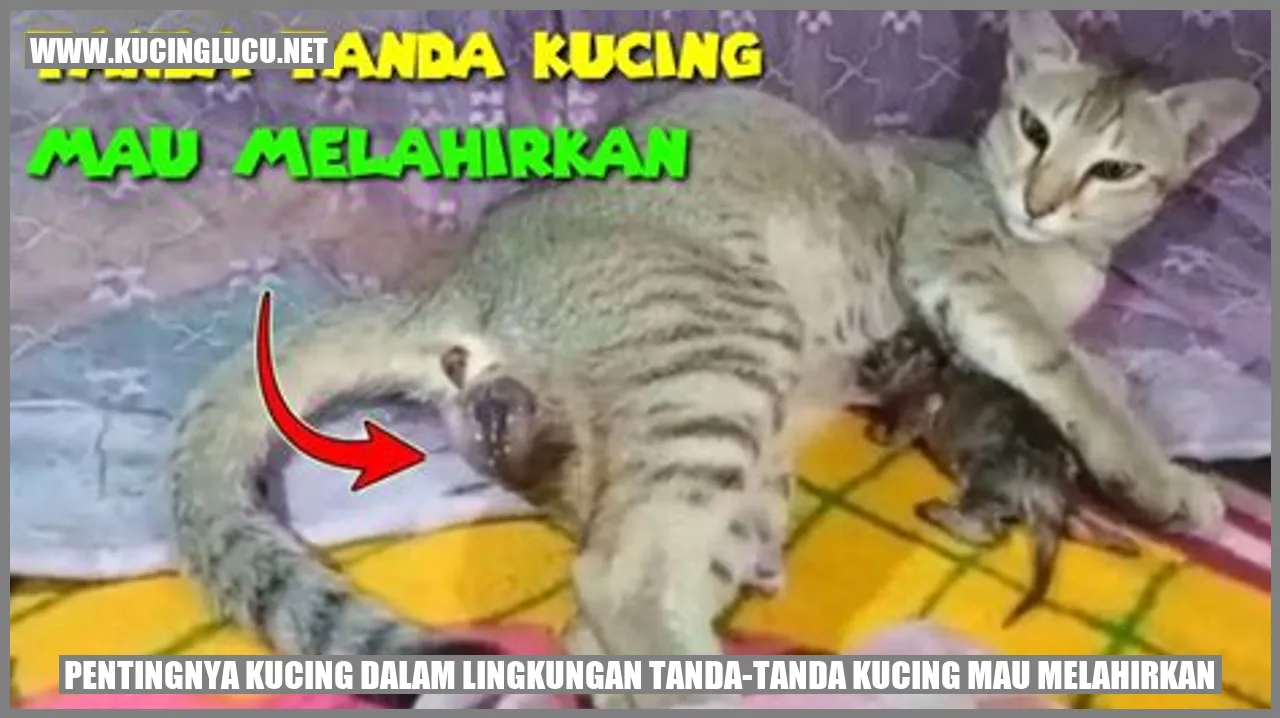 Gambar Kucing Melahirkan