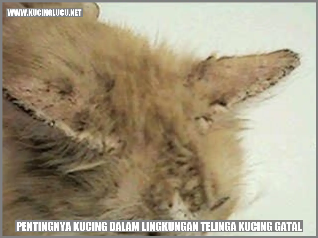 Kucing