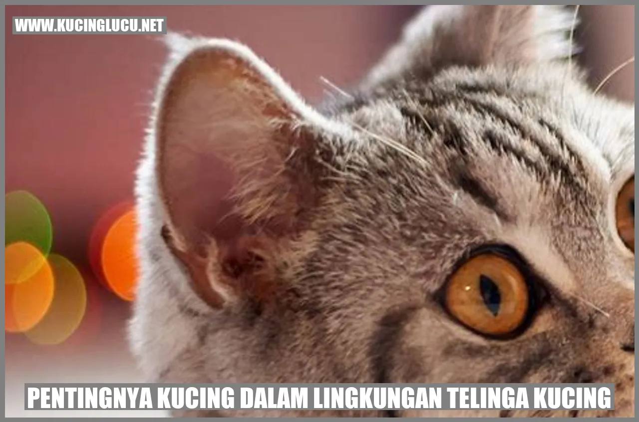 Gambar Kucing dalam Lingkungan Telinga Kucing