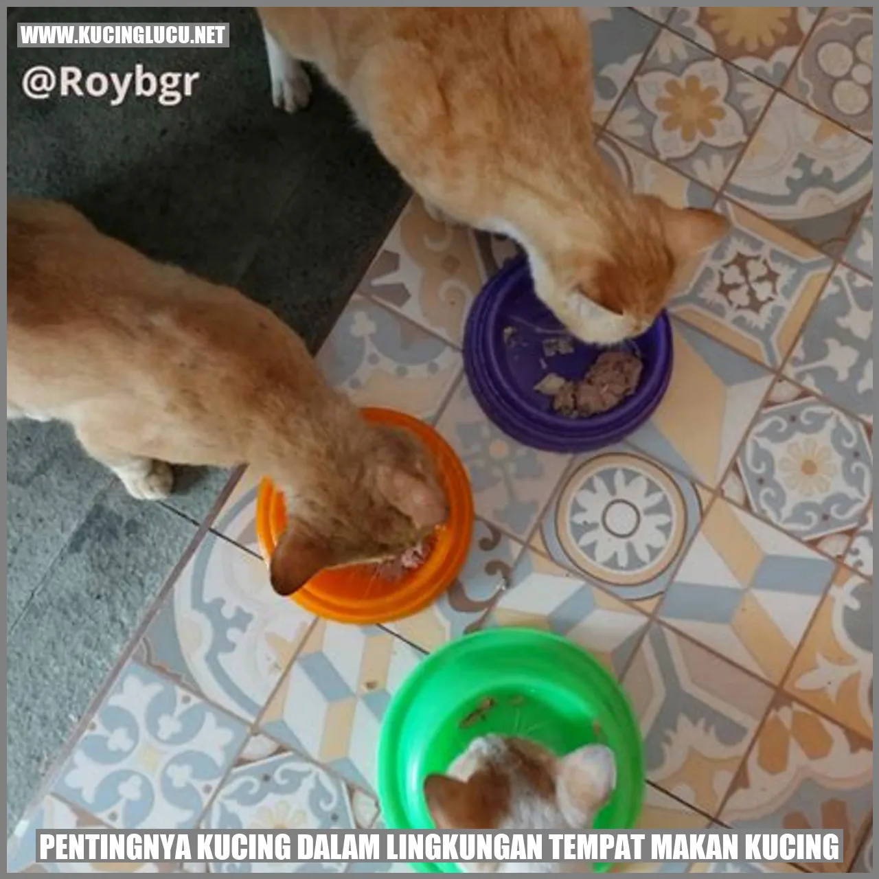 Kucing Makan