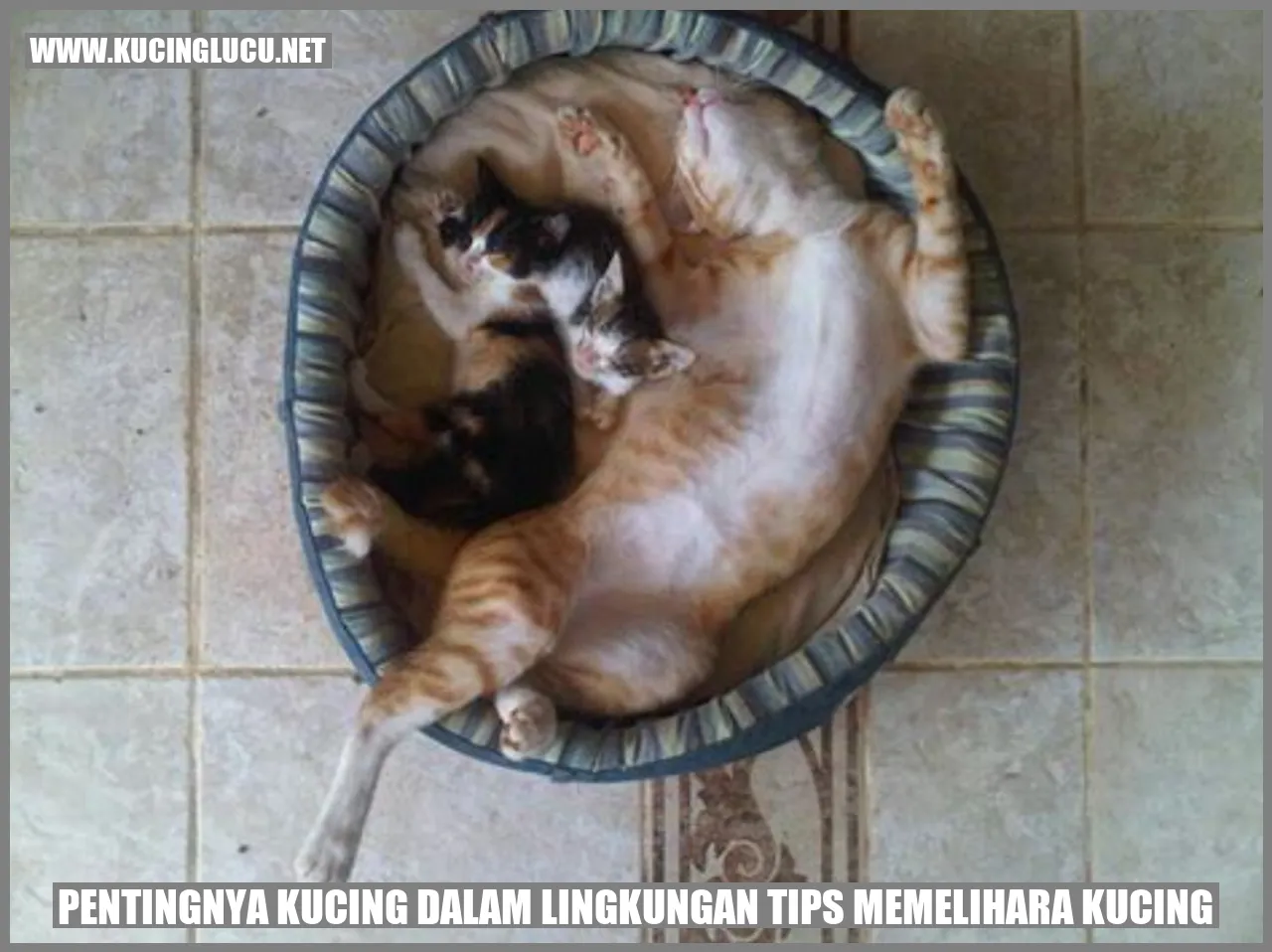 Kucing dalam Lingkungan