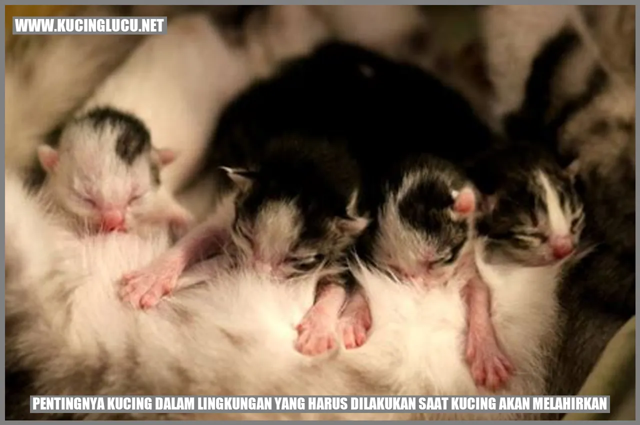 Pentingnya Kucing dalam Lingkungan yang harus dilakukan saat kucing akan melahirkan