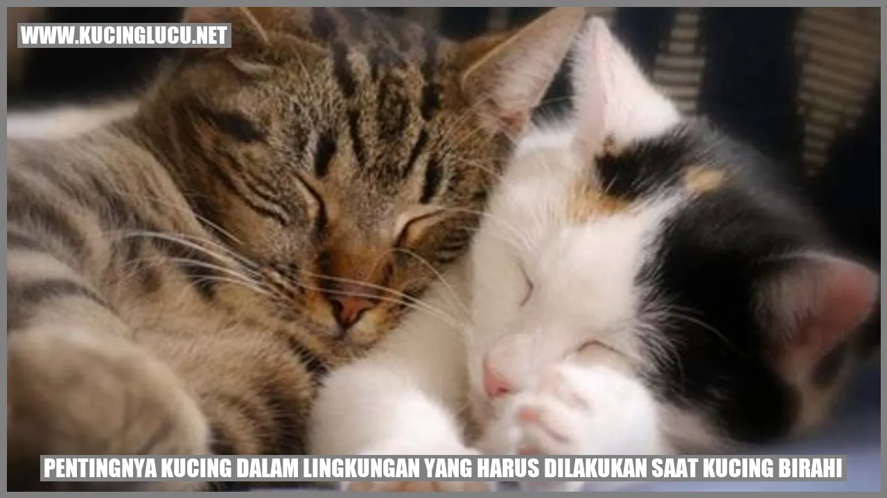 Gambar kucing lucu