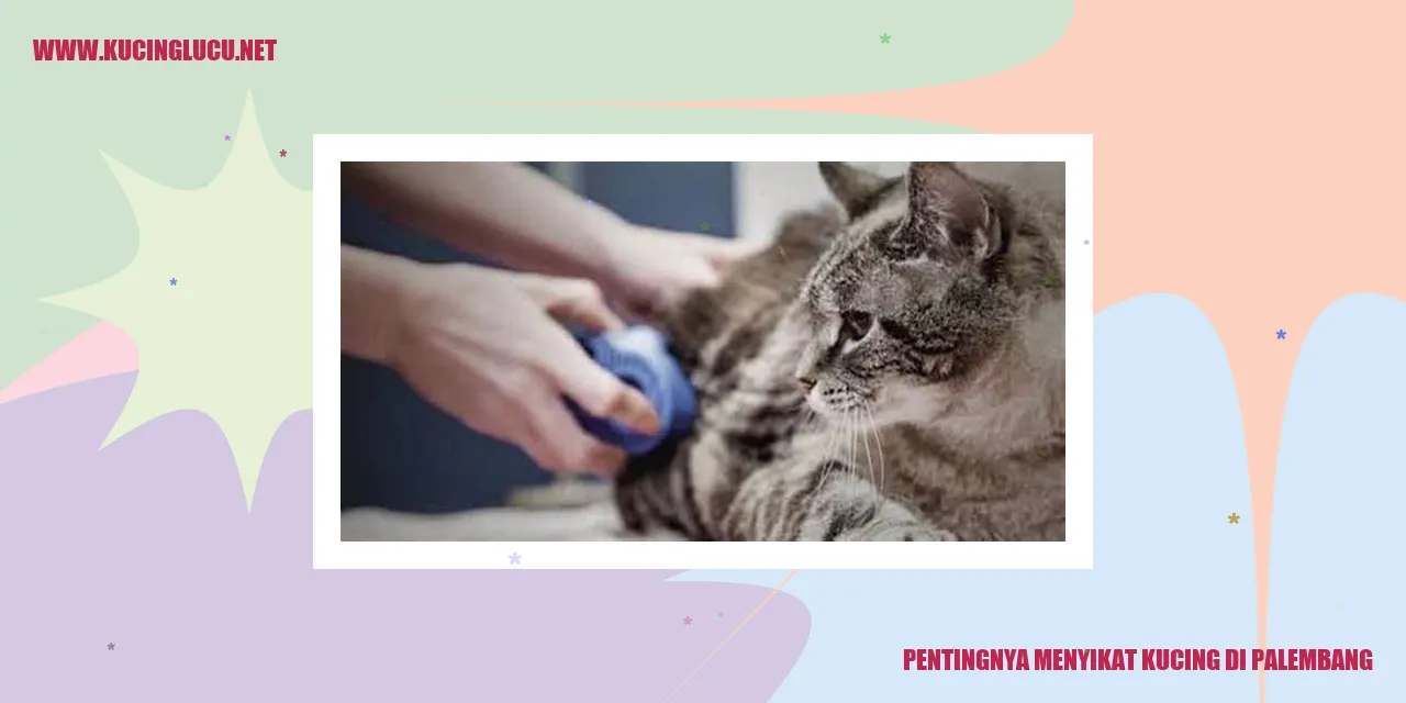 Perawatan rambut kucing di Palembang