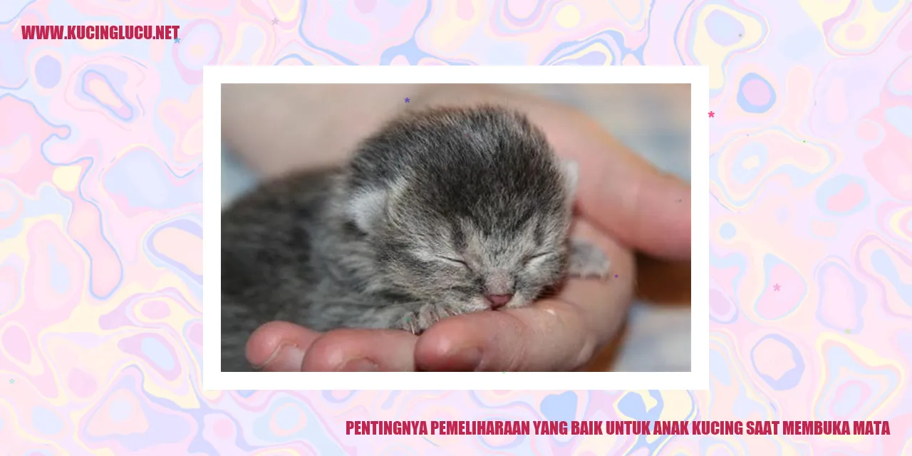 Gambar menggemaskan saat anak kucing membuka mata