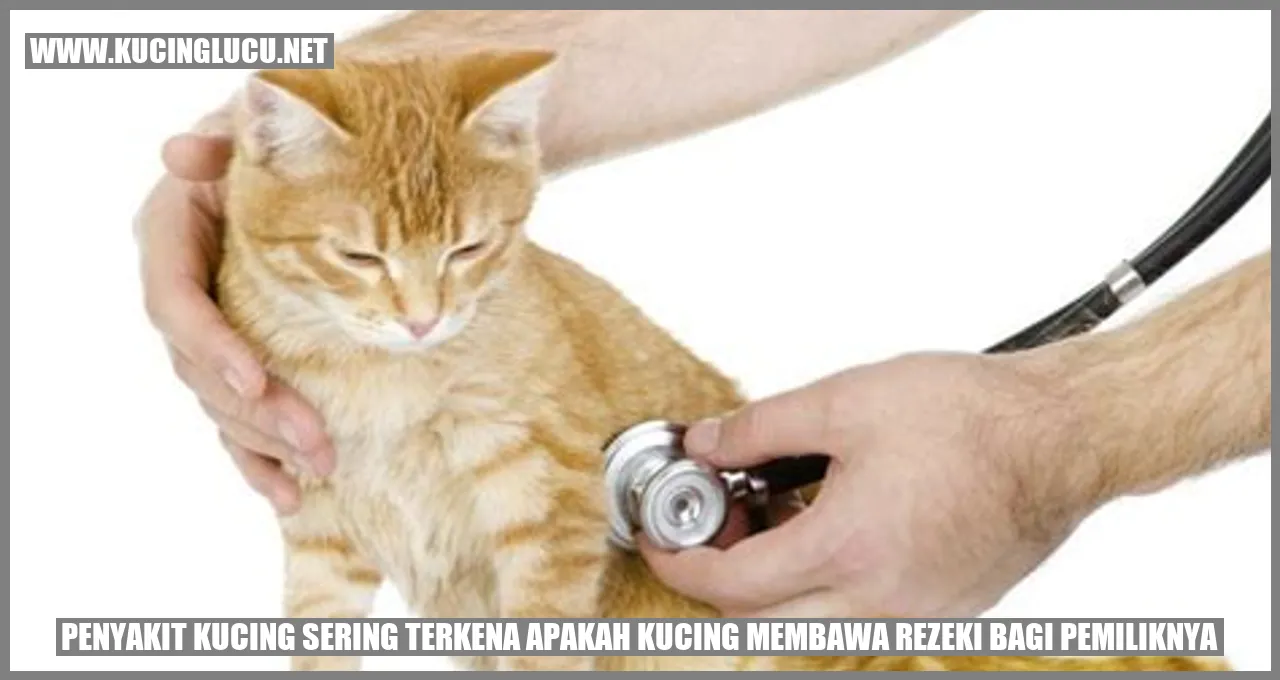 Kucing Penyembuh Manusia