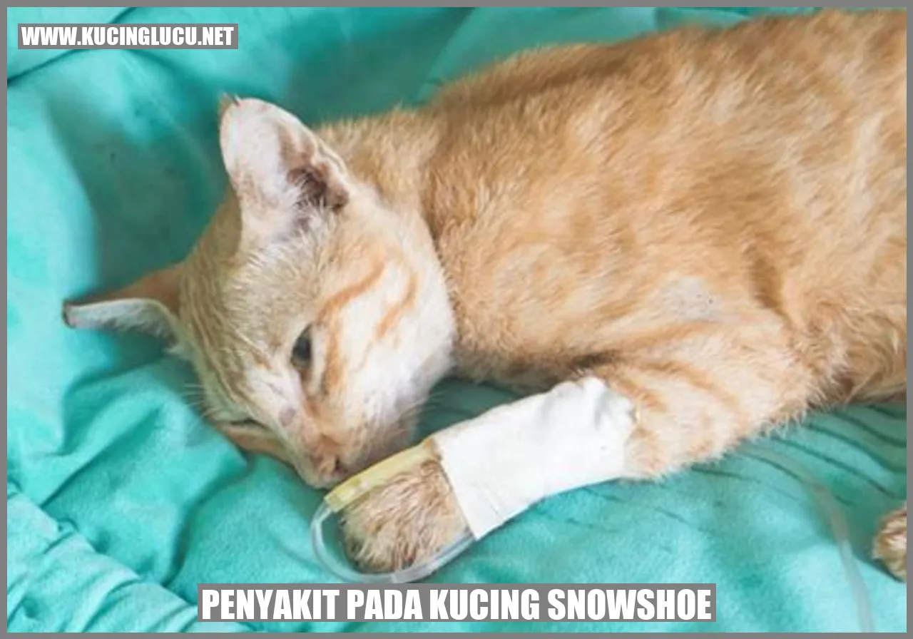 Kucing Snowshoe