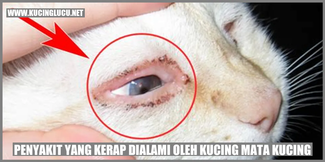 Ilustrasi kucing dengan masalah kesehatan pada matanya