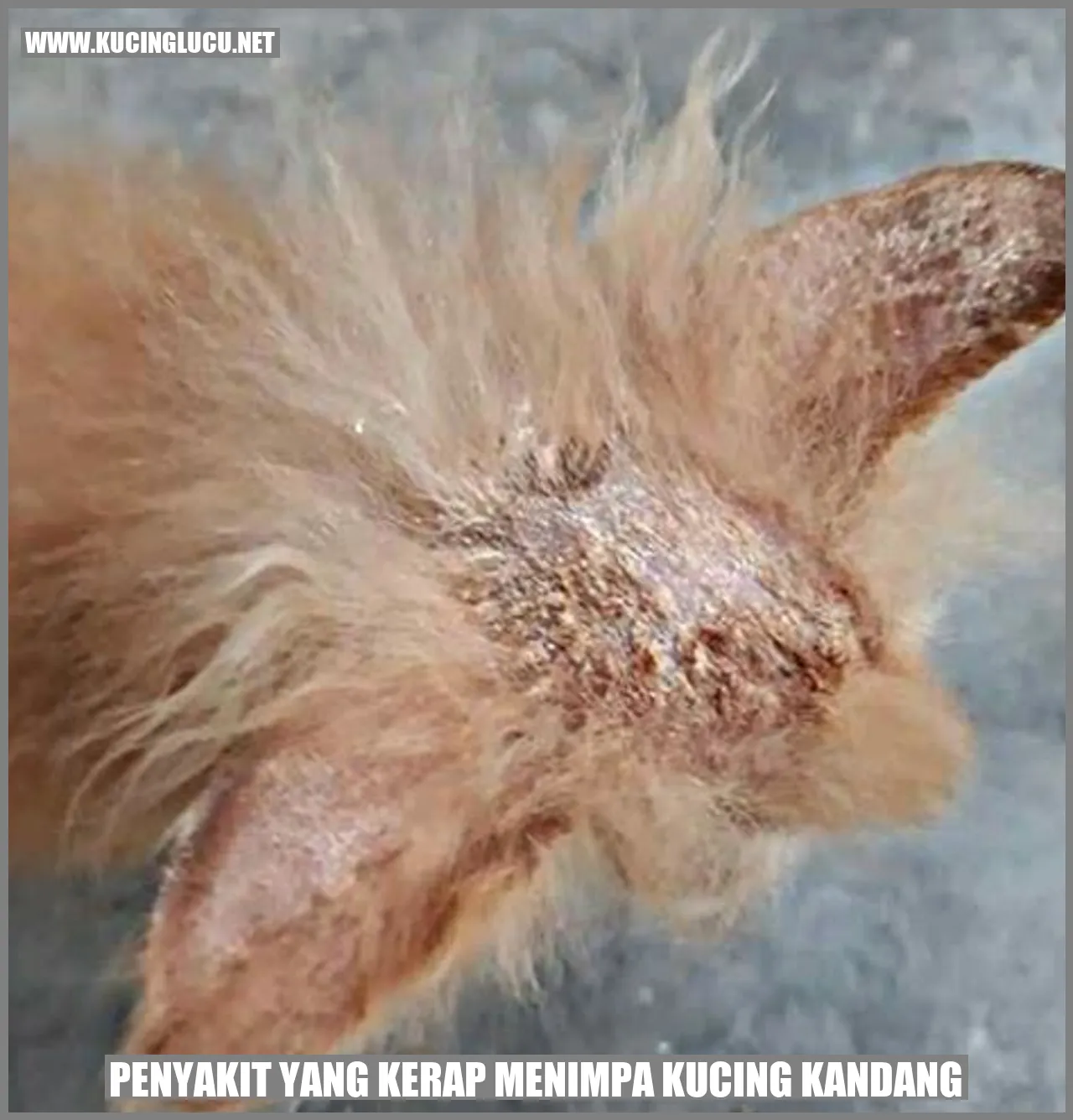 Kucing Kandang