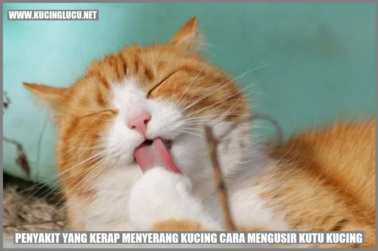 Kutu Kucing
