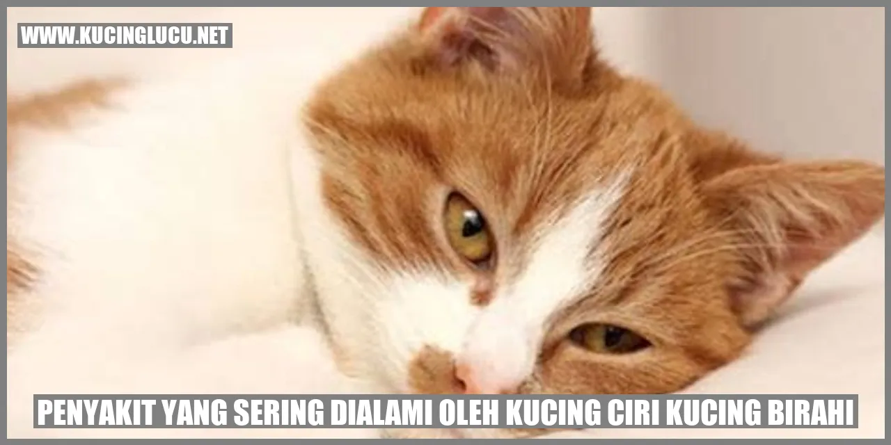 Kucing Birahi