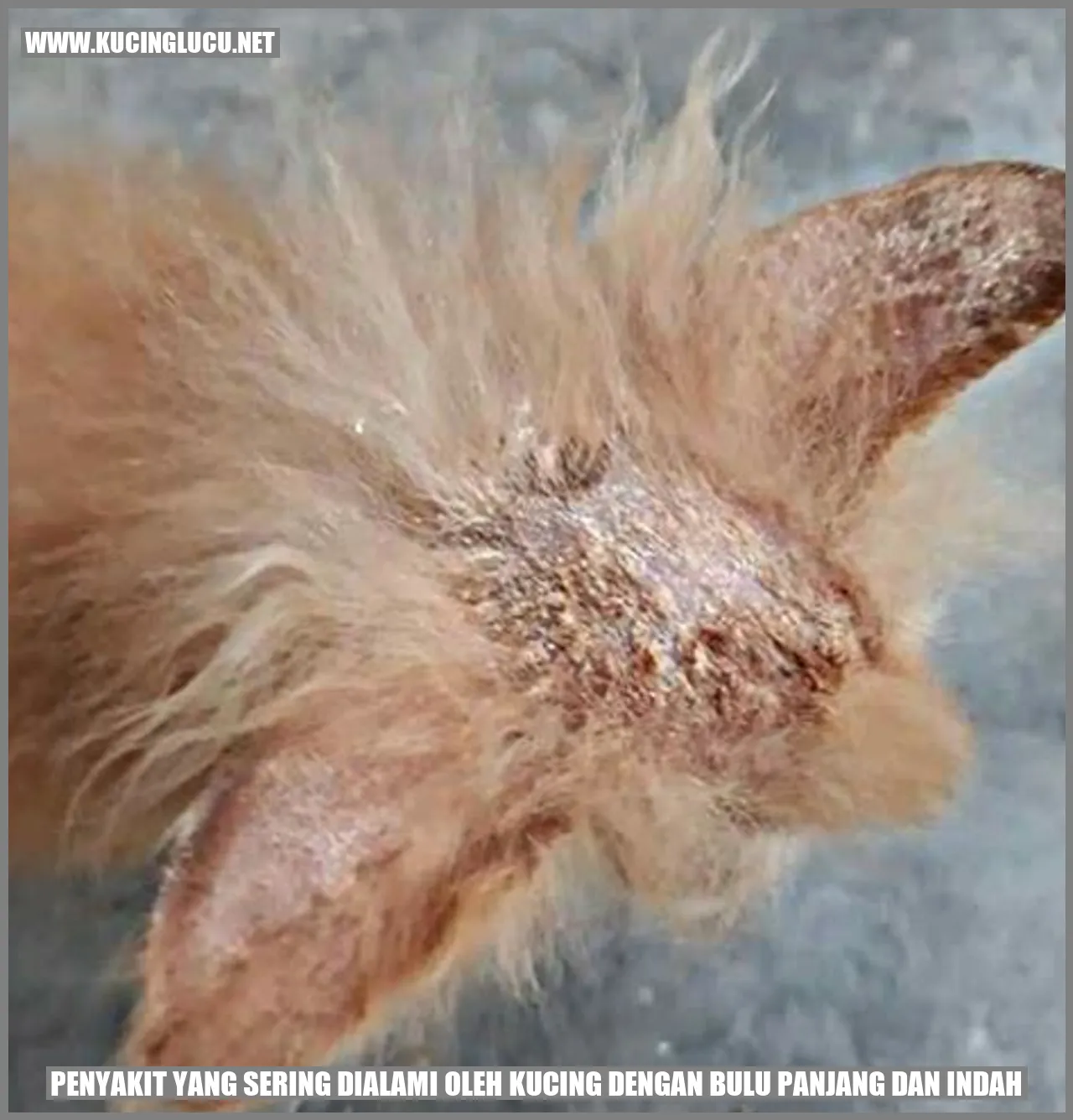Kucing dengan Bulu Panjang dan Indah