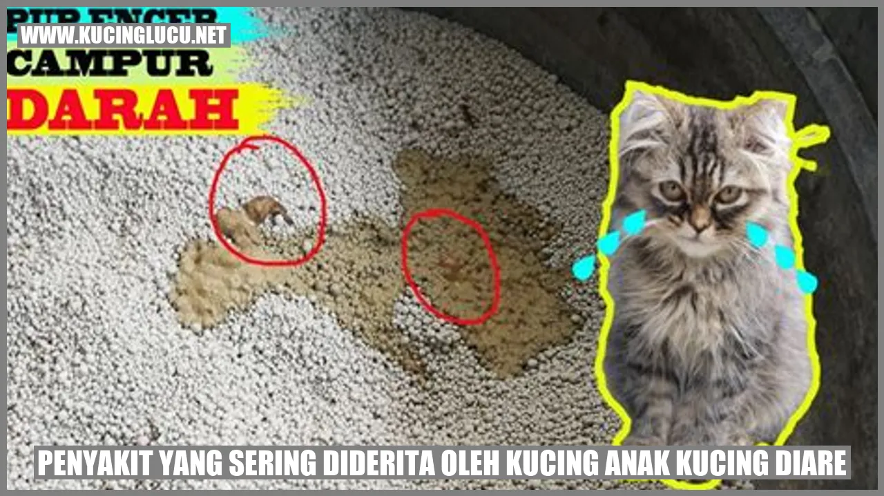 Ilustrasi Kucing Anak dengan Diare