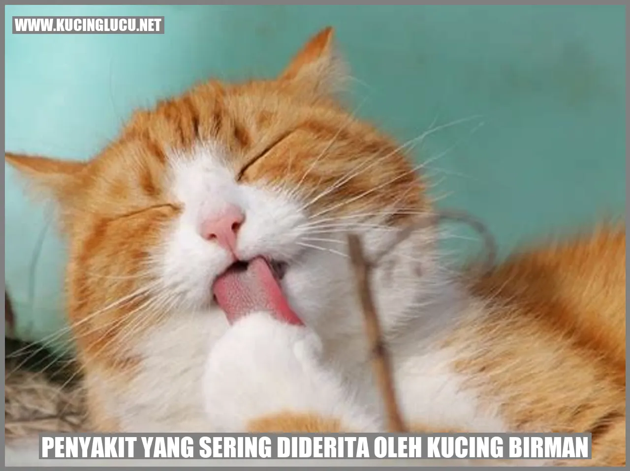 Kucing Birman