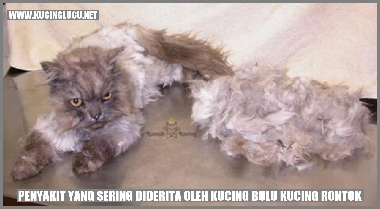 Kucing dengan bulu rontok