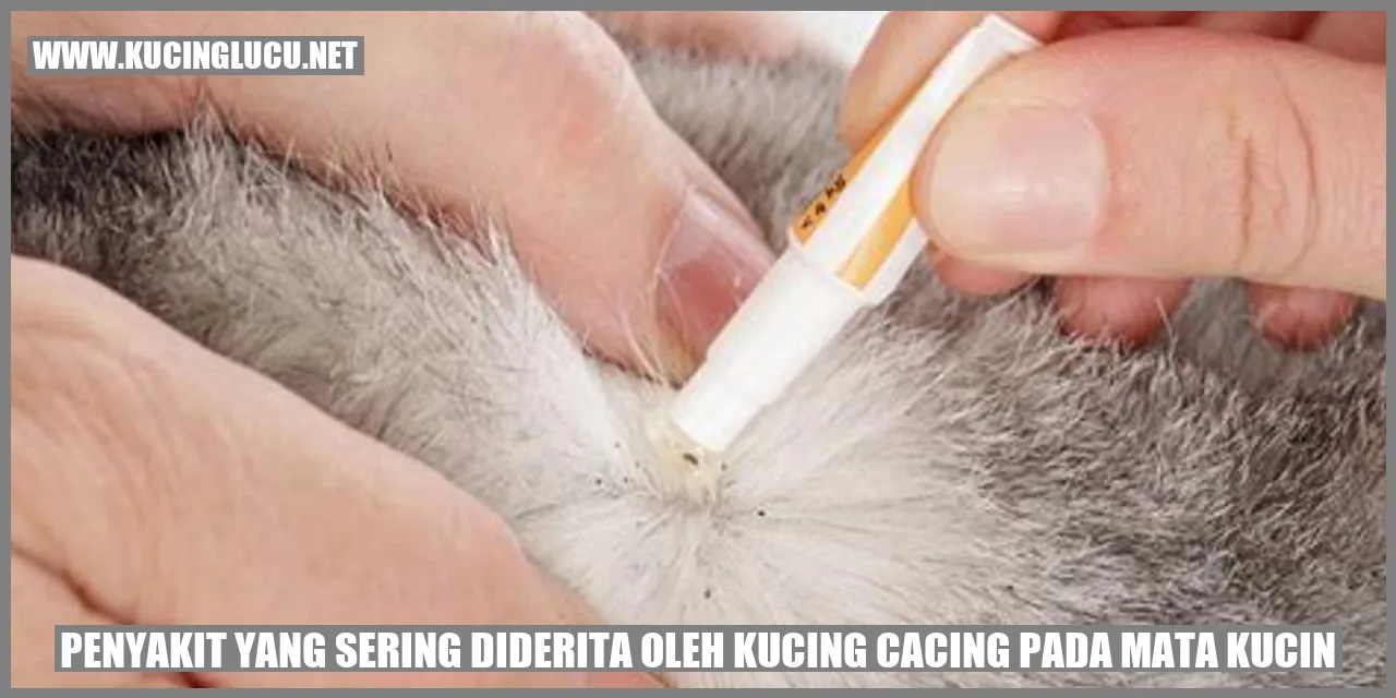 Gambar kucing dengan cacing pada mata