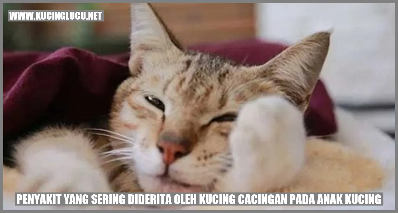 Cacingan pada Anak Kucing