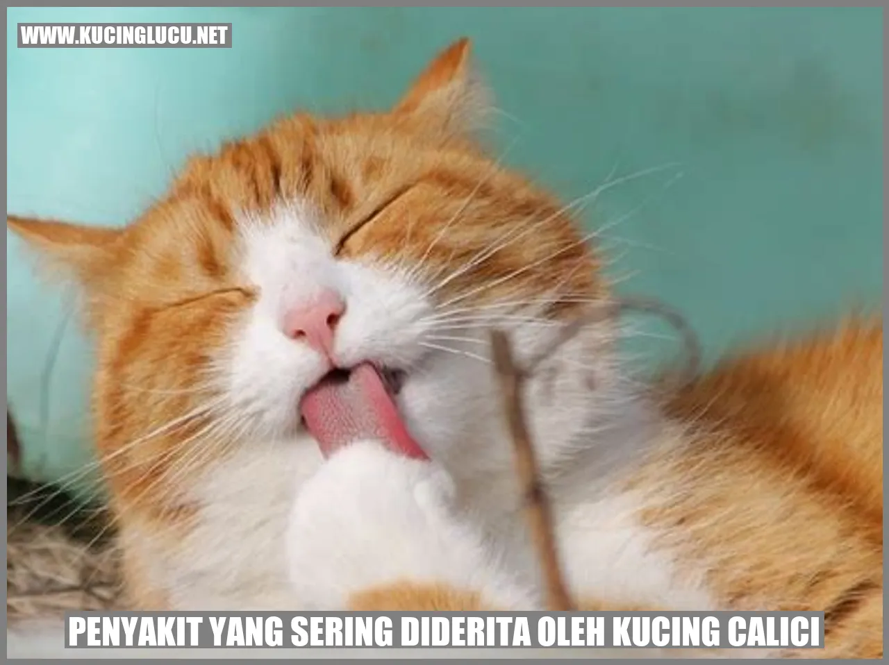 Kucing calici