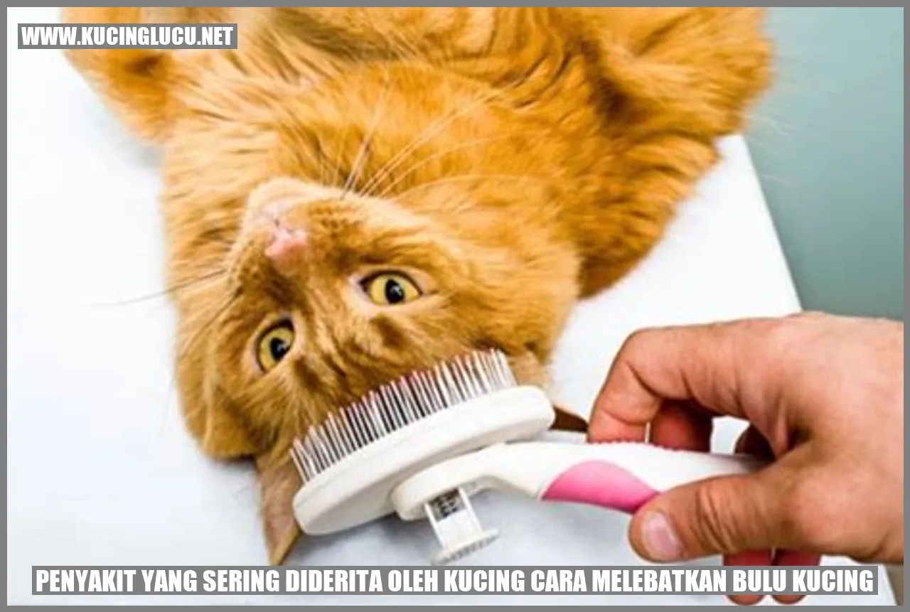 Gambar kucing dengan bulu tebal