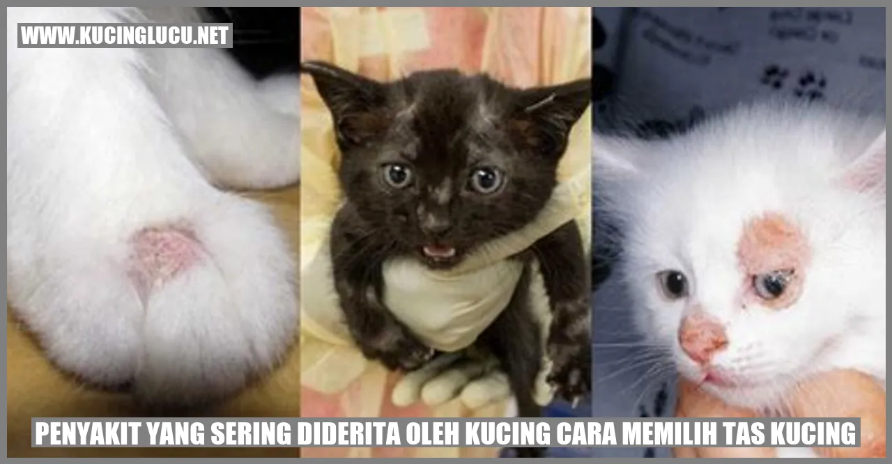 Penyakit yang Sering Mengintai Kucing