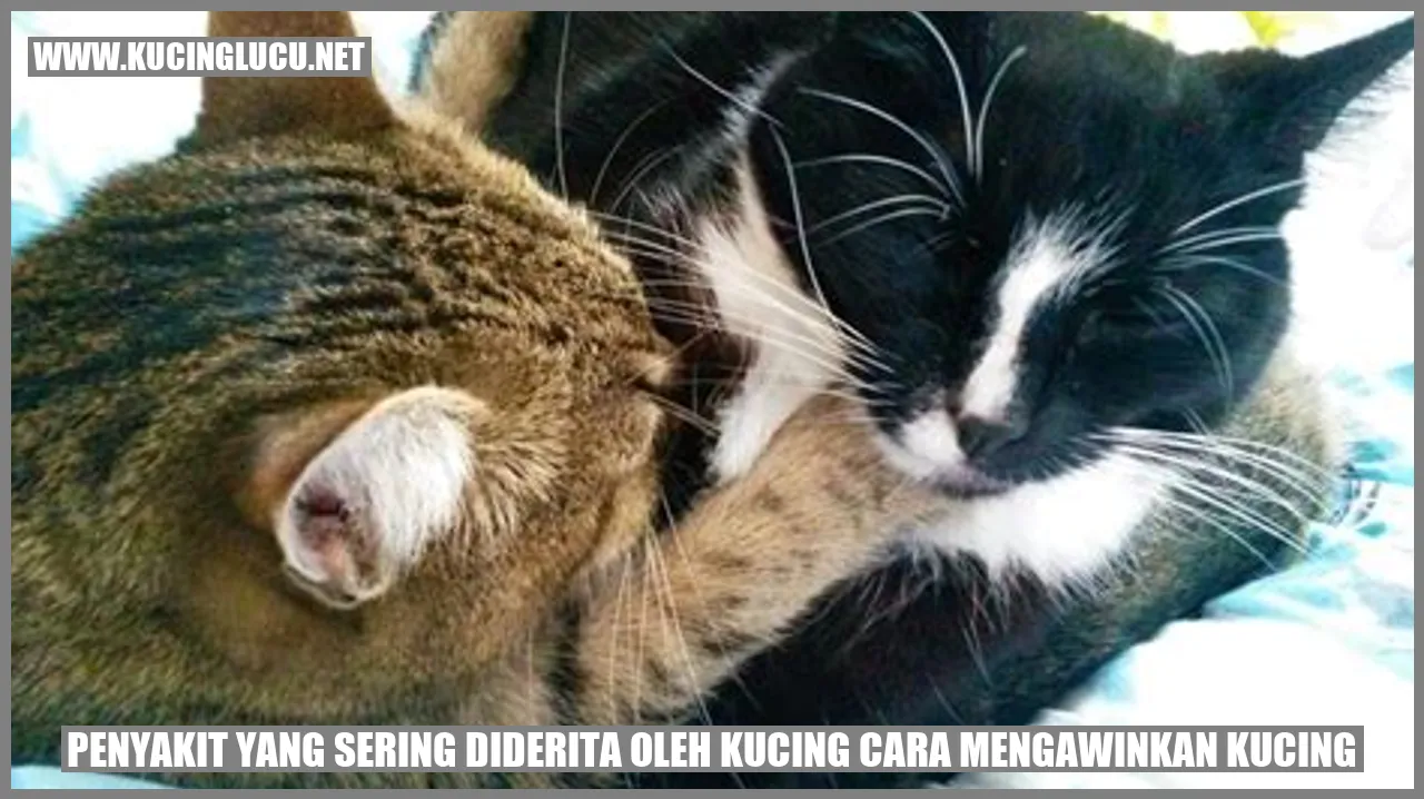 Gambar Kucing
