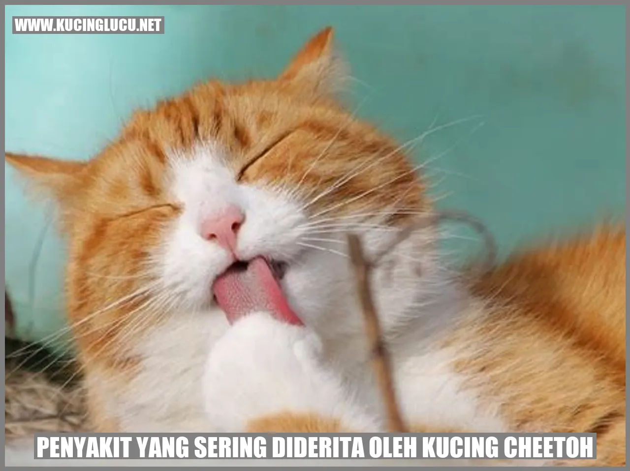 Gambar Kucing Cheetoh