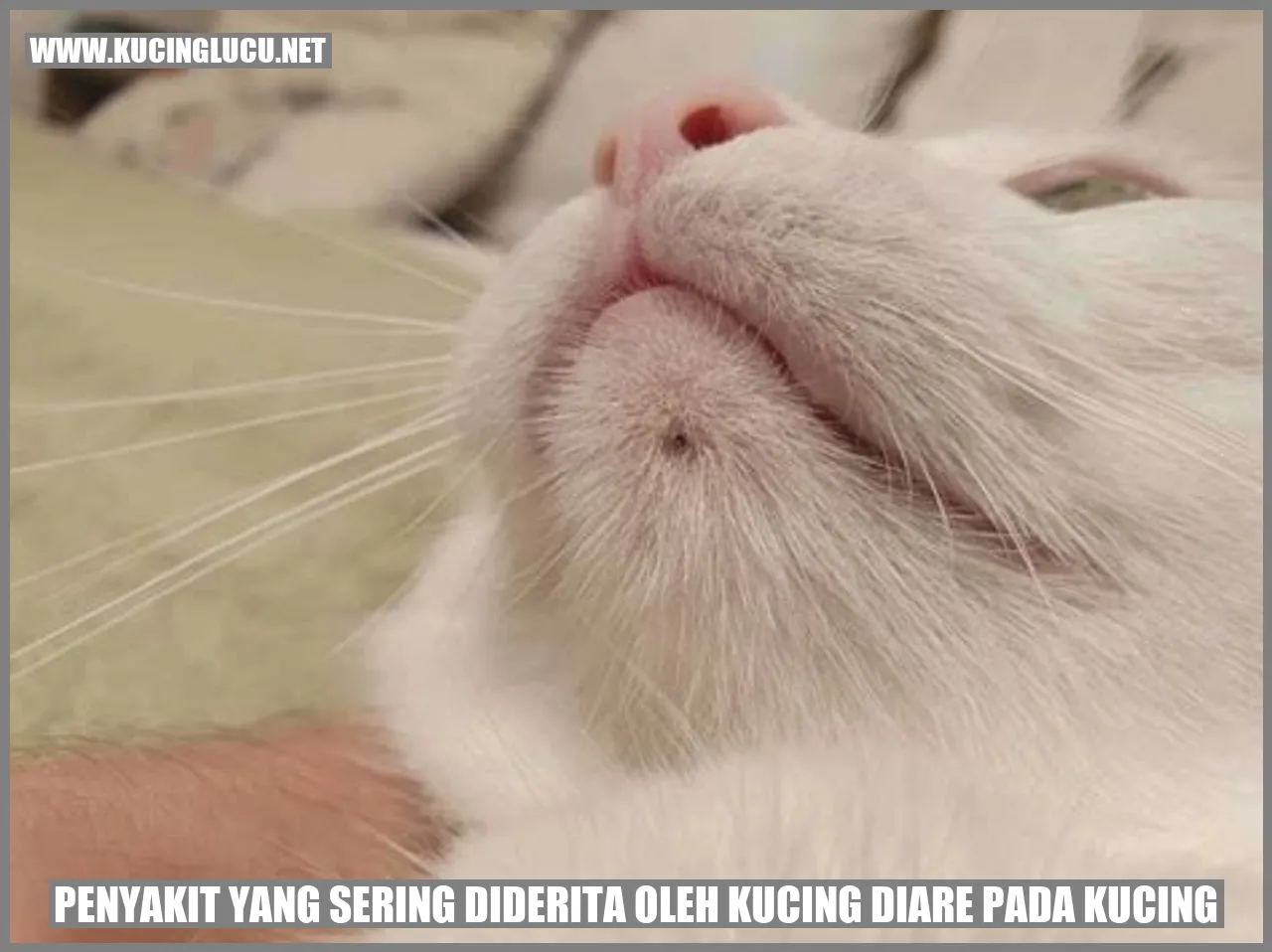Gambar Kucing dengan Diare