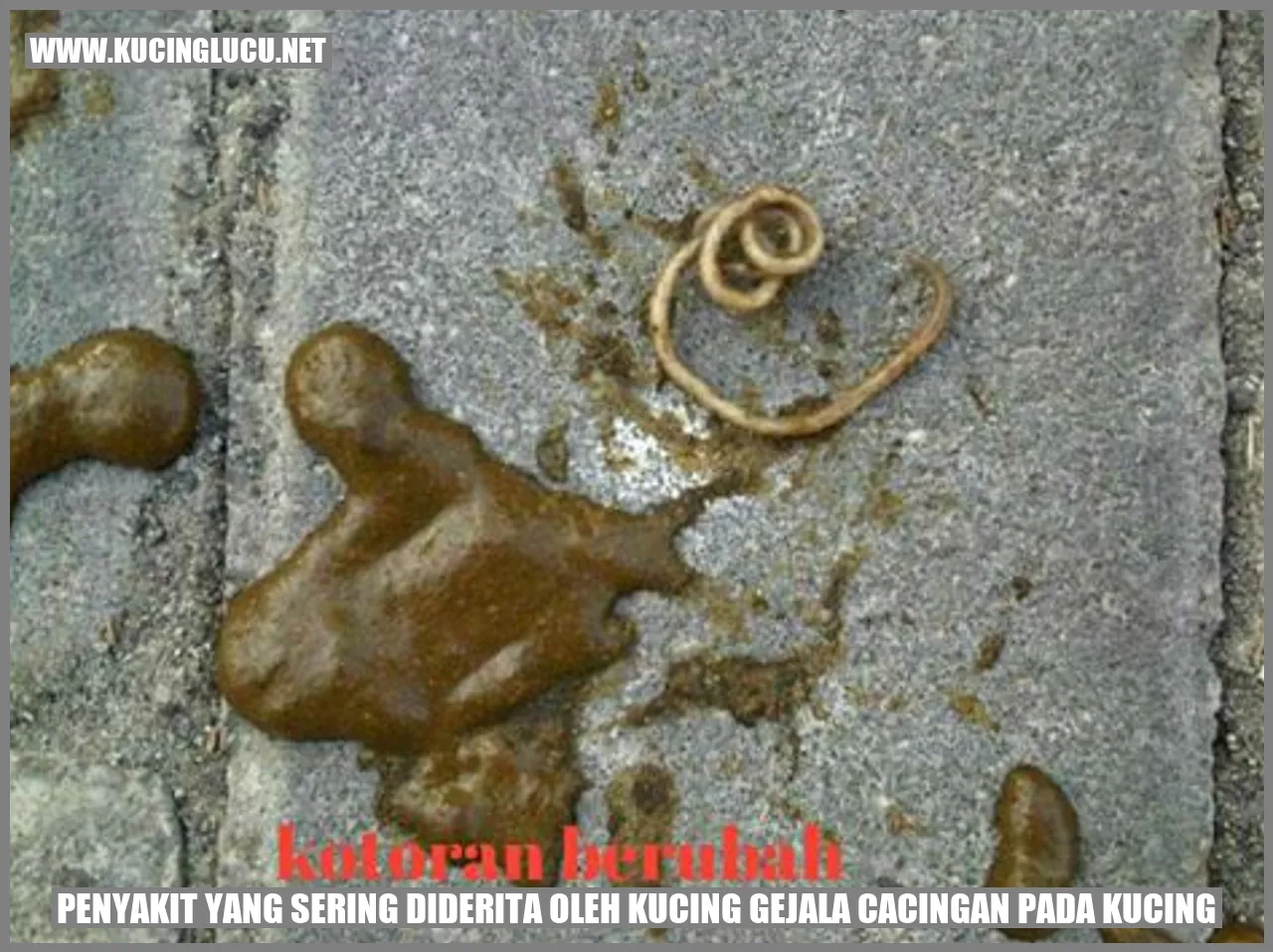 Gambar Kucing yang Mengidap Infestasi Cacing