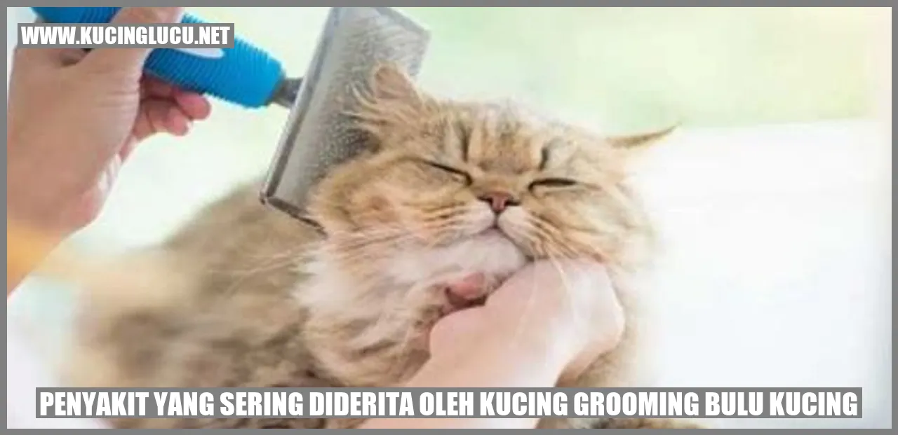 Kucing merawat bulu