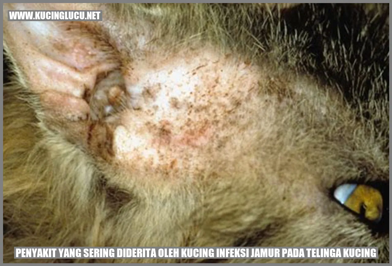 Infeksi Jamur pada Telinga Kucing