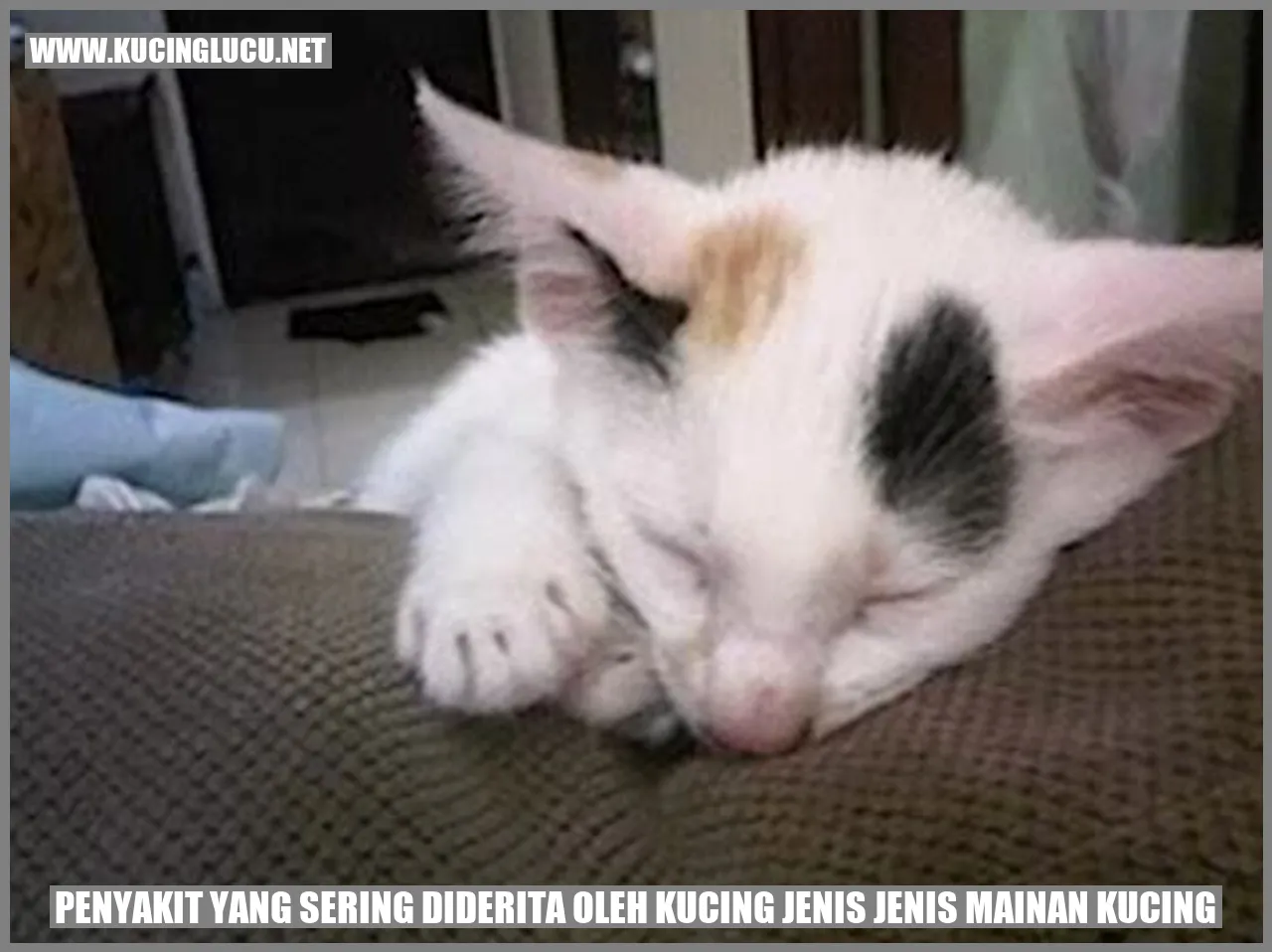 Kucing Jenis Mainan Kucing