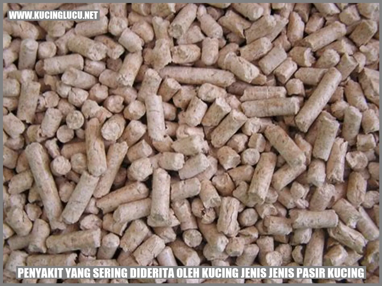 Kucing Menggaruk Pasir